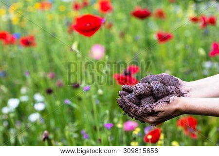 Woman Is Holding Fresh Produced Seed Balls Or Seed Bombs In Front Of A Colorful Flower Field