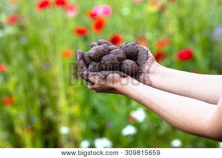 Woman Is Holding Fresh Produced Seed Balls Or Seed Bombs In Front Of A Colorful Flower Field