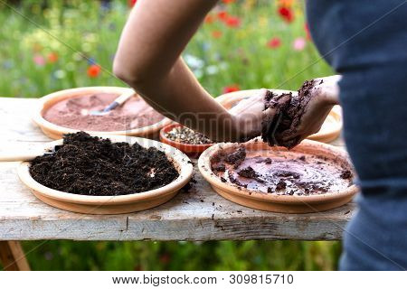 Woman Is Manufacturing Seed Balls Or Seed Bombs On A Wooden Table, Flower Field In The Background