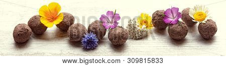 Panorama With Seed Balls Or Seed Bombs With Various Blossoms On A White, Wooden Background