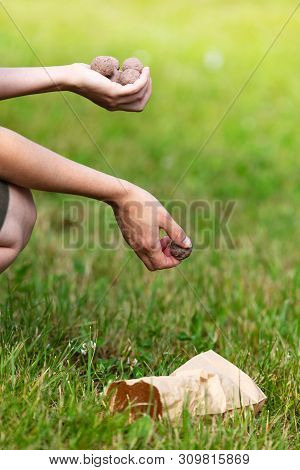 Woman Is Holding And Throwing Seed Balls Or Seed Bombs, Concept Guerilla Gardening