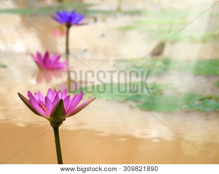 Close up beautiful colorful lotus water lily flowers and beam of light on water pond in garden