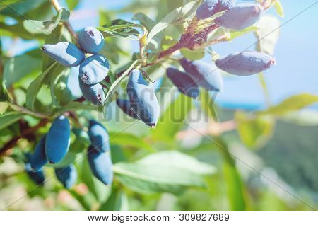 Ripe Berries Of Honeysuckle On A Branch Close-up On A Background Of Green Leaves. Bright Midday Sun.