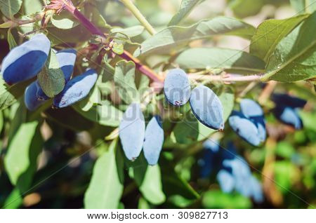 Ripe Berries Of Honeysuckle On A Branch Close-up On A Background Of Green Leaves. Bright Midday Sun.