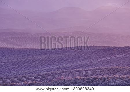 Olive Tree Fields In Andalusia. Spanish Agricultural Harvest Landscape. Jaen