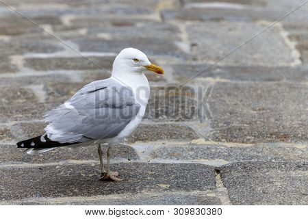 Lonely Seagull (laridae) On The Grey Ground