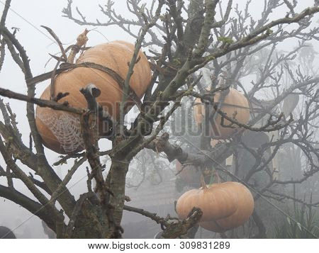 Pumpkins Tied To The Tree, Its A Style Of Storing Pumpkins In Tribal Areas In A Foggy Morning
