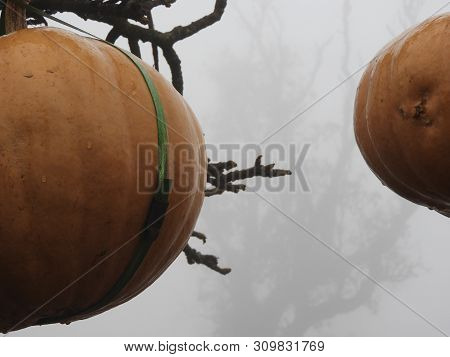 Pumpkin Tied To The Tree, Its A Style Of Storing Pumpkins In Tribal Areas In A Foggy Morning