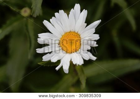 Flower Of A Max Chrysanthemum, Leucanthemum Maximum