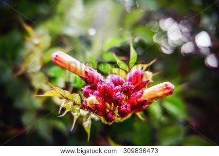 Campsis Radicans Flowers (trumpet Vine Or Trumpet Creeper) Also Known In North America As Cow Itch V