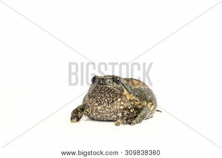 Bullfrog (kaloula Pulchra) Isolated On White Background.