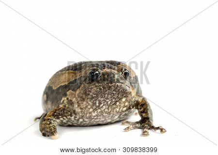 Bullfrog (kaloula Pulchra) Isolated On White Background.