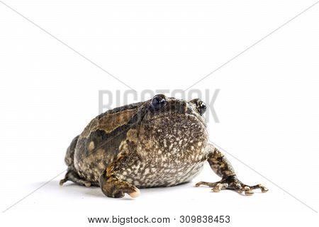 Bullfrog (kaloula Pulchra) Isolated On White Background.