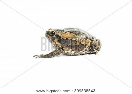 Bullfrog (kaloula Pulchra) Isolated On White Background.