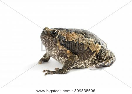 Bullfrog (kaloula Pulchra) Isolated On White Background.