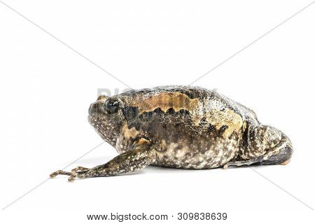 Bullfrog (kaloula Pulchra) Isolated On White Background.