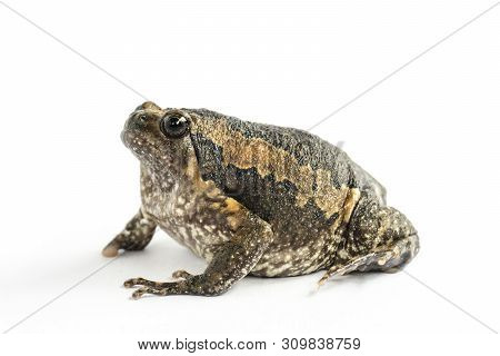 Bullfrog (kaloula Pulchra) Isolated On White Background.