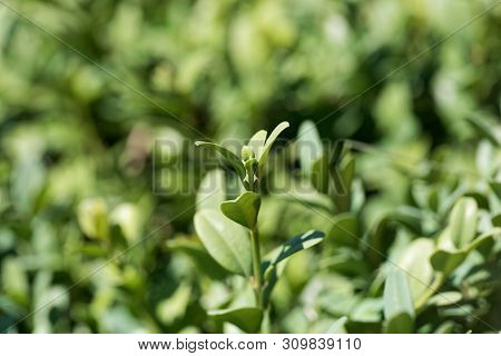 Leaves Of A Common Box Bush, Buxus Sempervirens.