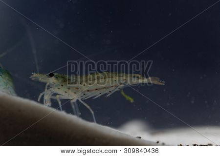 Amano Shrimp, Caridina Multidentata