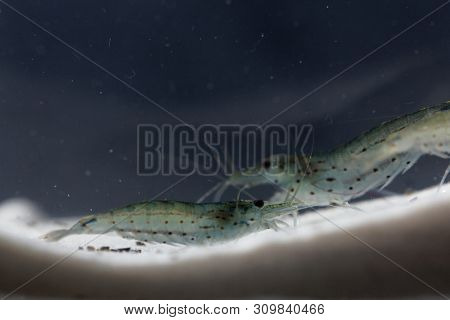 Amano Shrimp, Caridina Multidentata