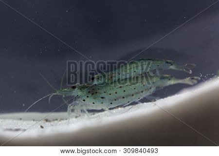 Amano Shrimp, Caridina Multidentata