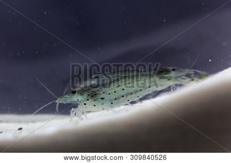 Amano Shrimp, Caridina Multidentata