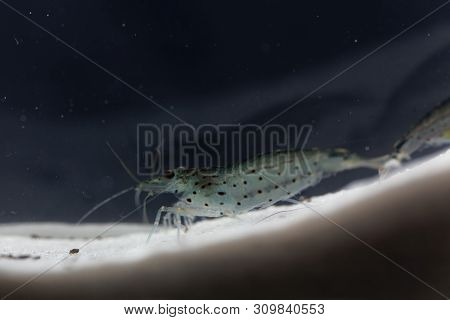 Amano Shrimp, Caridina Multidentata