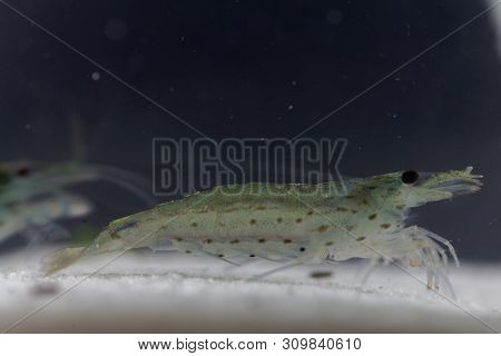 Amano Shrimp, Caridina Multidentata