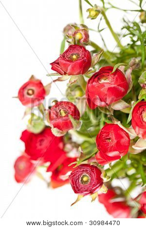 Ranuncolo rosso