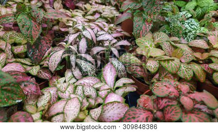 Fittonia House Plant. Close Up Green, White And Pink Leaves. Full Frame Plant Background.