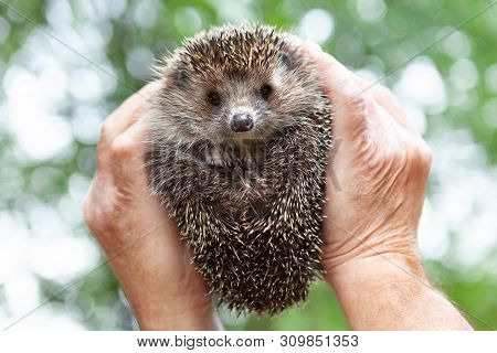Face Of A Hedgehog Close-up , Isolated On A Blurred Natural Background. A Male Hand Holds A Cute Pri
