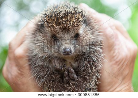 Face Of A Hedgehog Close-up , Isolated On A Blurred Natural Background. A Male Hand Holds A Cute Pri