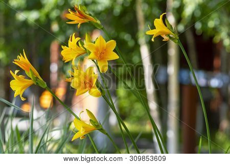 Beautiful Yellow Flowers.  Front View. New Landscapea
