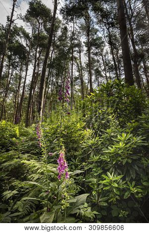 Beautiful Woodland Landscape Image Of Foxgloves Amidst Lush Green Summer Trees And Foliage
