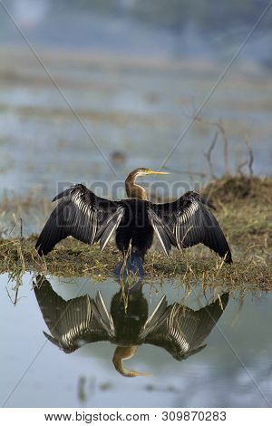 Darter, Snake Bird, Anhingidae, Sun Bath, Keoladeo Ghana National Park, Bharatpur In Rajasthan State
