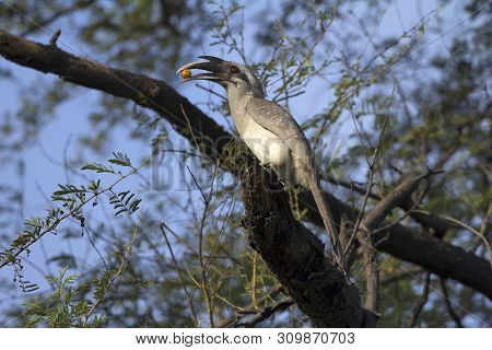 Indian Grey Hornbill, Ocyceros Birostris, Keoladeo Ghana National Park At Bharatpur In Rajasthan, In