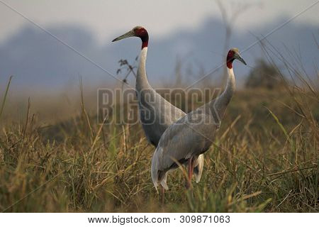 Sarus Cranes, Grus Antigone, Keoladeo Ghana National Park At Bharatpur In Rajasthan, India