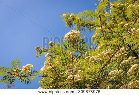 Closeup Of A Budding And Blossoming European Rowan Or Sorbus Aucuparia Shrub With Almost Translucent