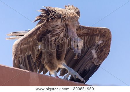 The Griffon Vulture Close Up(gyps Fulvus)  Hunched Over  Showing Its Huge Body.