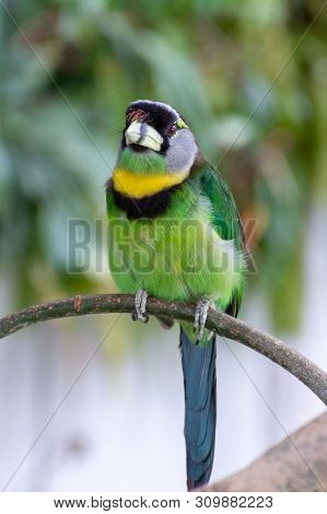 Fire Tufted Barbet (psilopogon Pyrolophus)  A Green Tropical Bird Native To Sumatra And The Malaysia