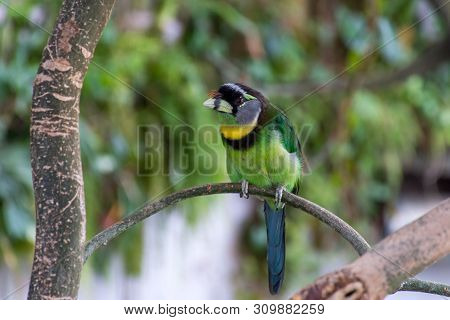Fire Tufted Barbet (psilopogon Pyrolophus)  A Green Tropical Bird Native To Sumatra And The Malaysia