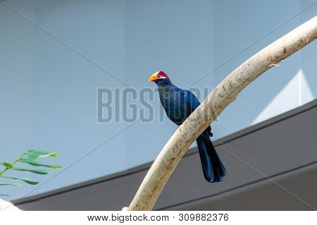 The Violet Turaco Bird, Also Known As The Violaceous Plantain Eater (musophaga Violacea) In West Afr