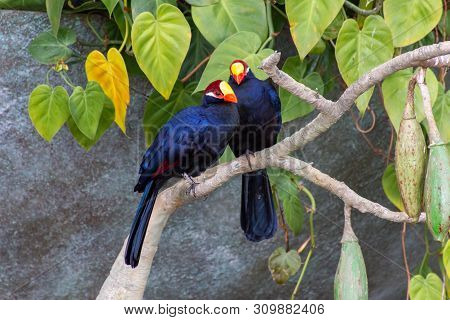 A Pair Of Violet Turaco Birds, Also Known As The Violaceous Plantain Eater (musophaga Violacea) In W