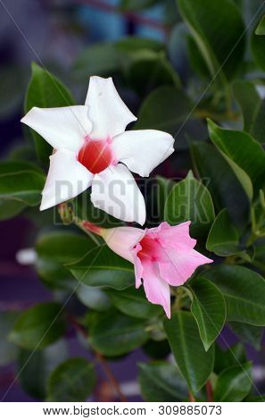 Pink mandevilla flower - Latin name - Mandevilla splendens (syn. Dipladenia splendens)