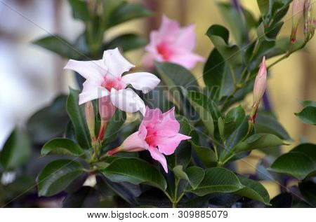 Pink mandevilla flower - Latin name - Mandevilla splendens (syn. Dipladenia splendens)