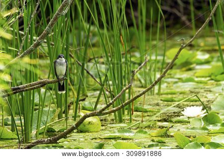 Eastern Kingbird (tyrannus Tyrannus) Sitting On A Branch Of A Bush In Natural Environment