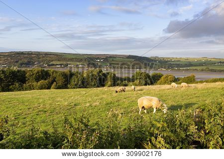 View Across Fields Looking Towards The River Teifi In Cardiganshire, Wales,uk