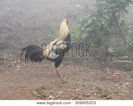 Country Hen In A Foggy Morning In Lambasingi