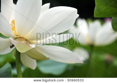 Blossom valkoinen lootuskukka