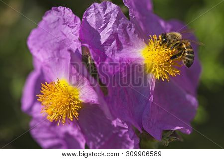 Honey Bee On Rock Rose Pink Flowers Collecting Pollen.